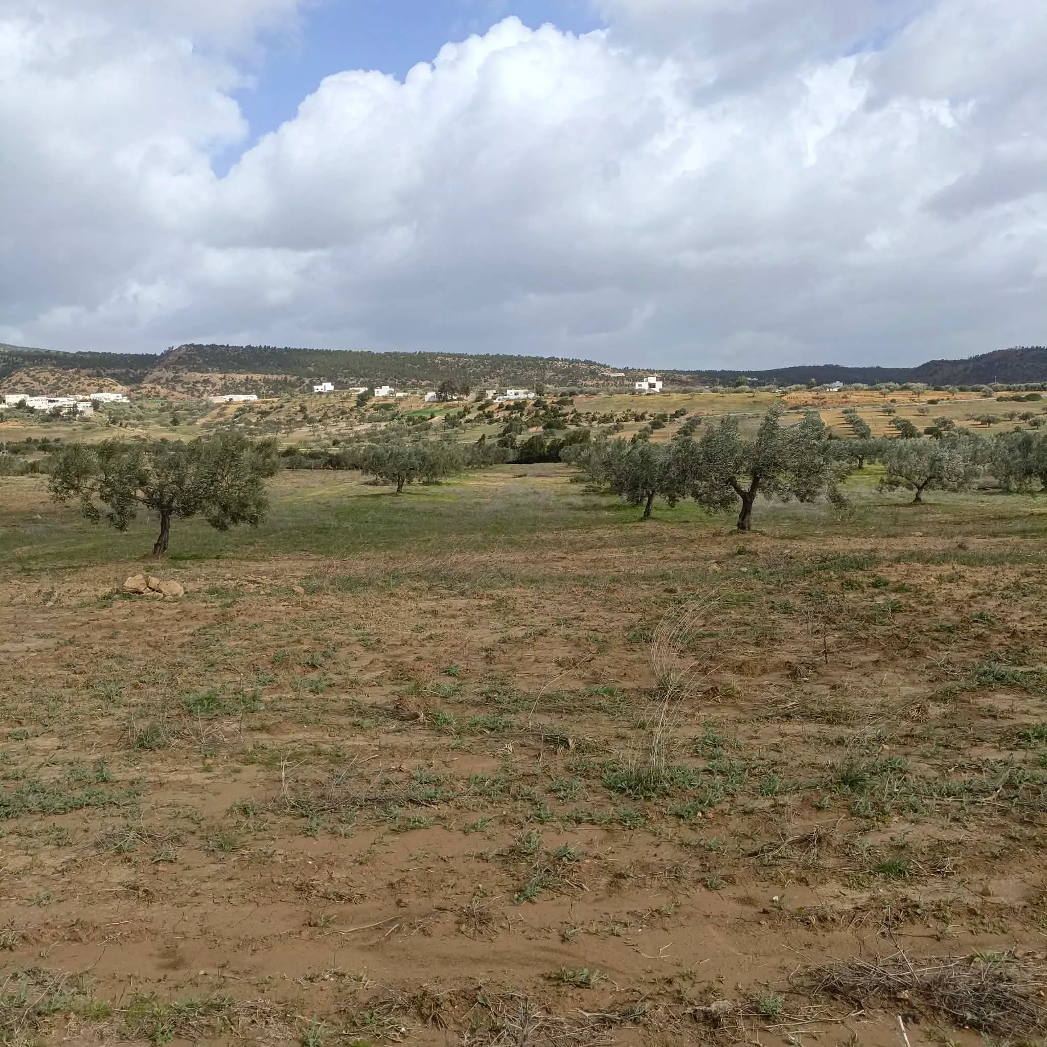 AV terrain 4500m+13 oliviers à hammamet 99958728