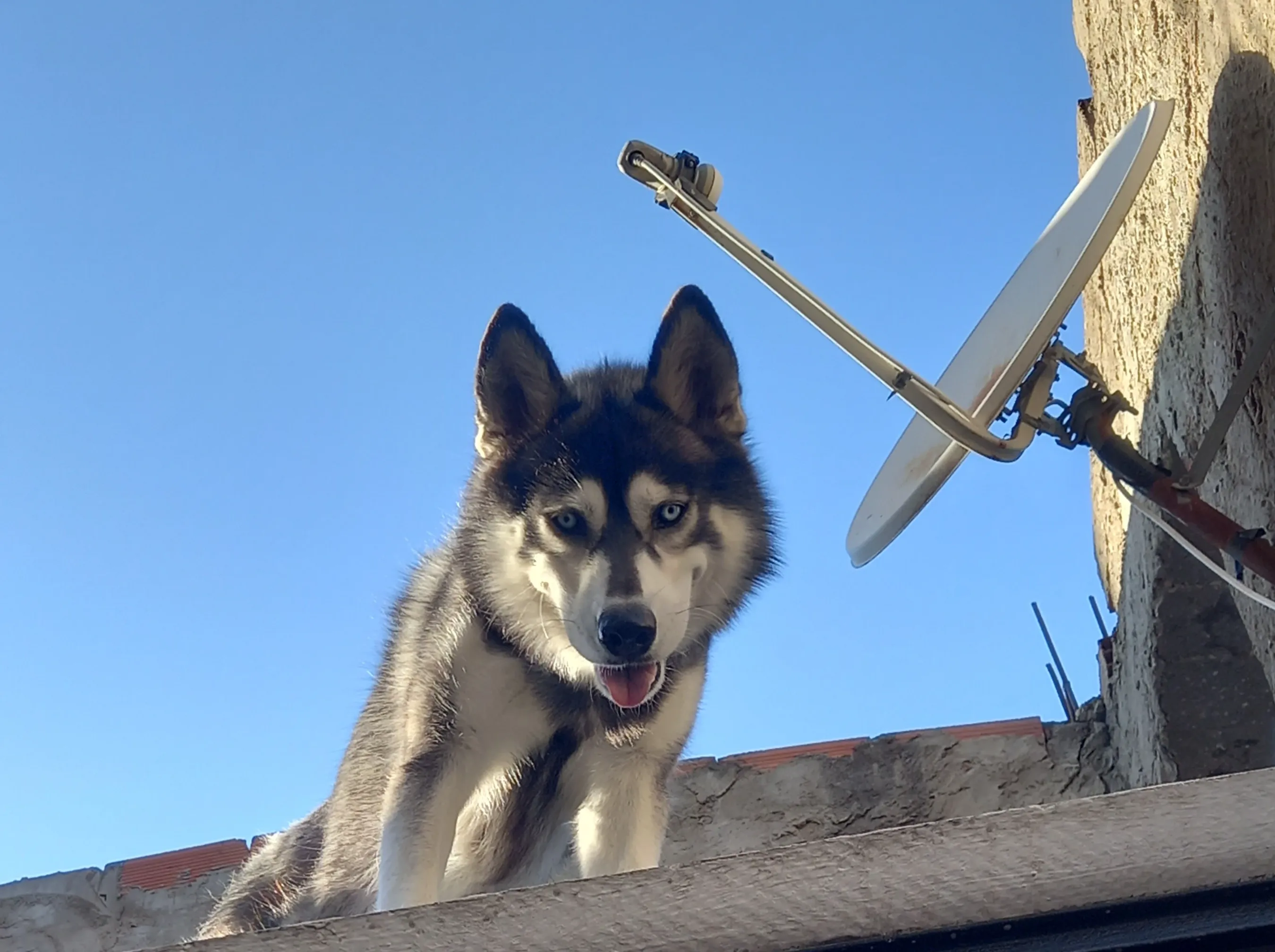 Chien husky à vendre