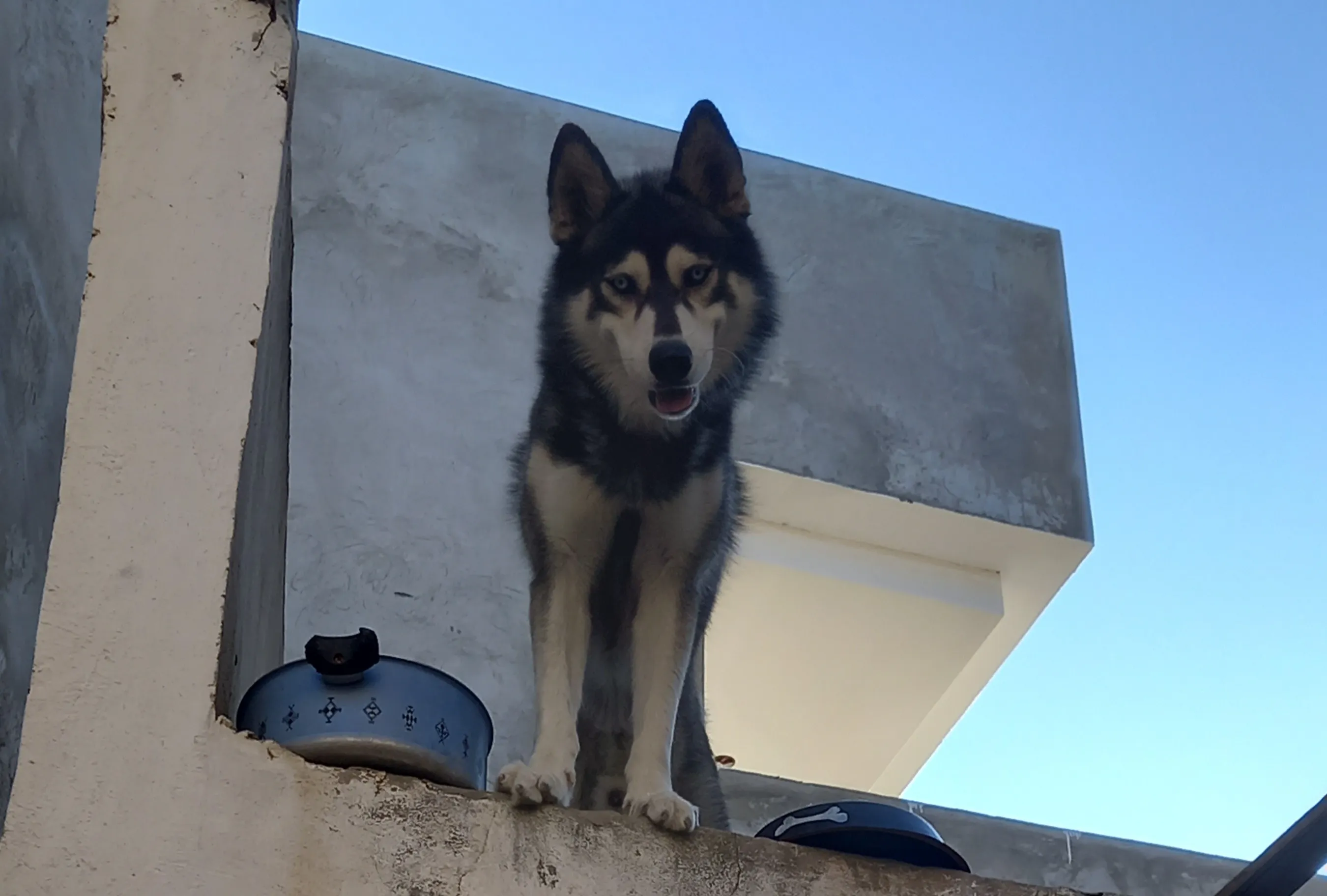 Chien husky à vendre