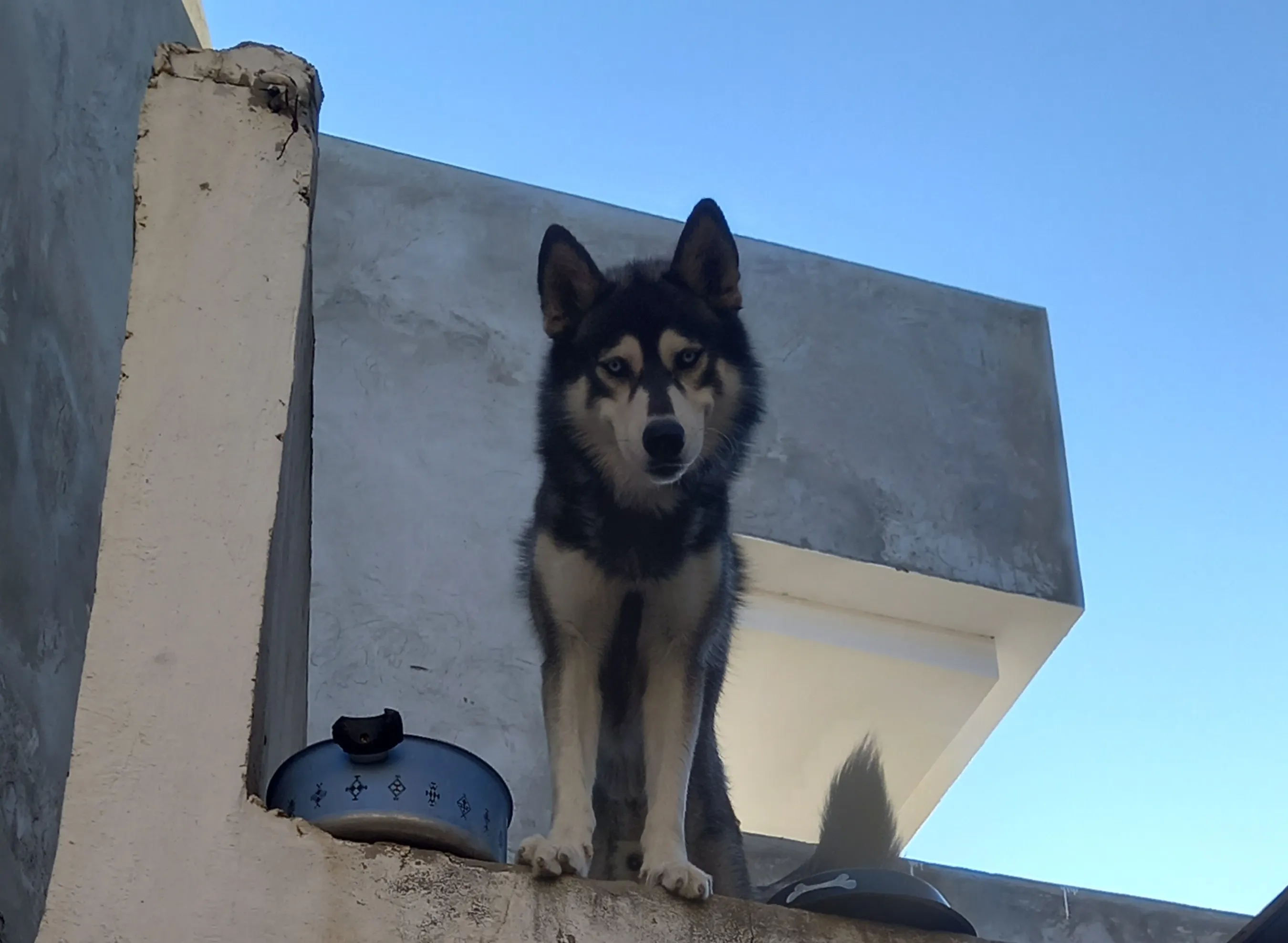 Chien husky à vendre