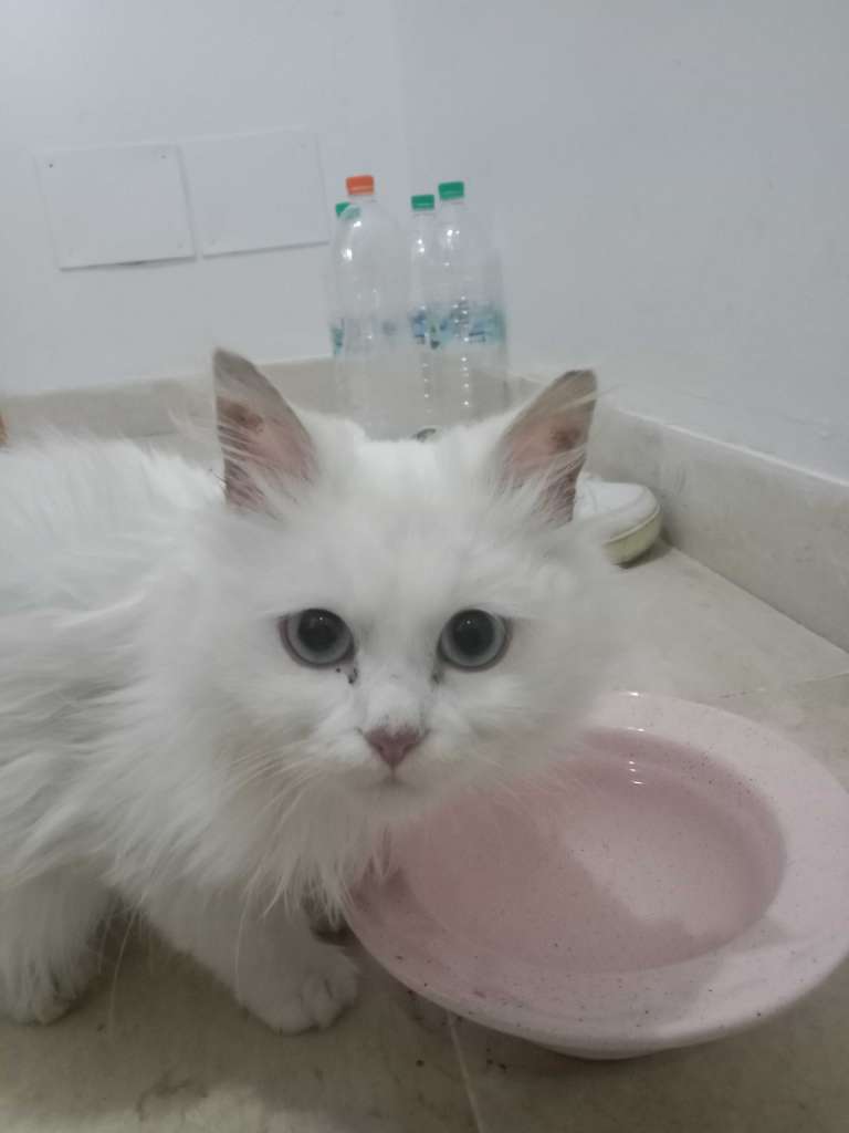 Chat mâle persan croisé âgé de 7mois 