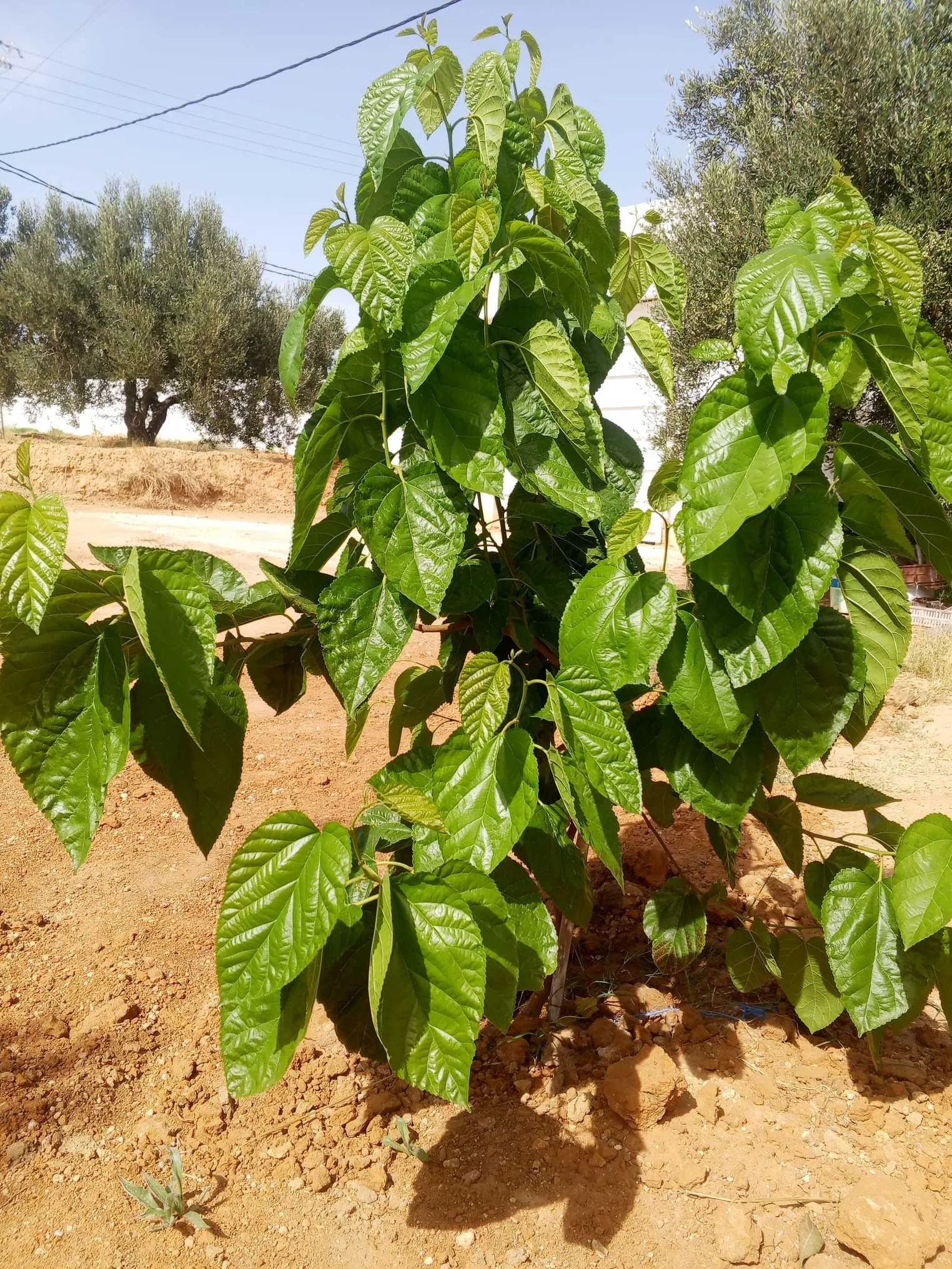 Eco plus 