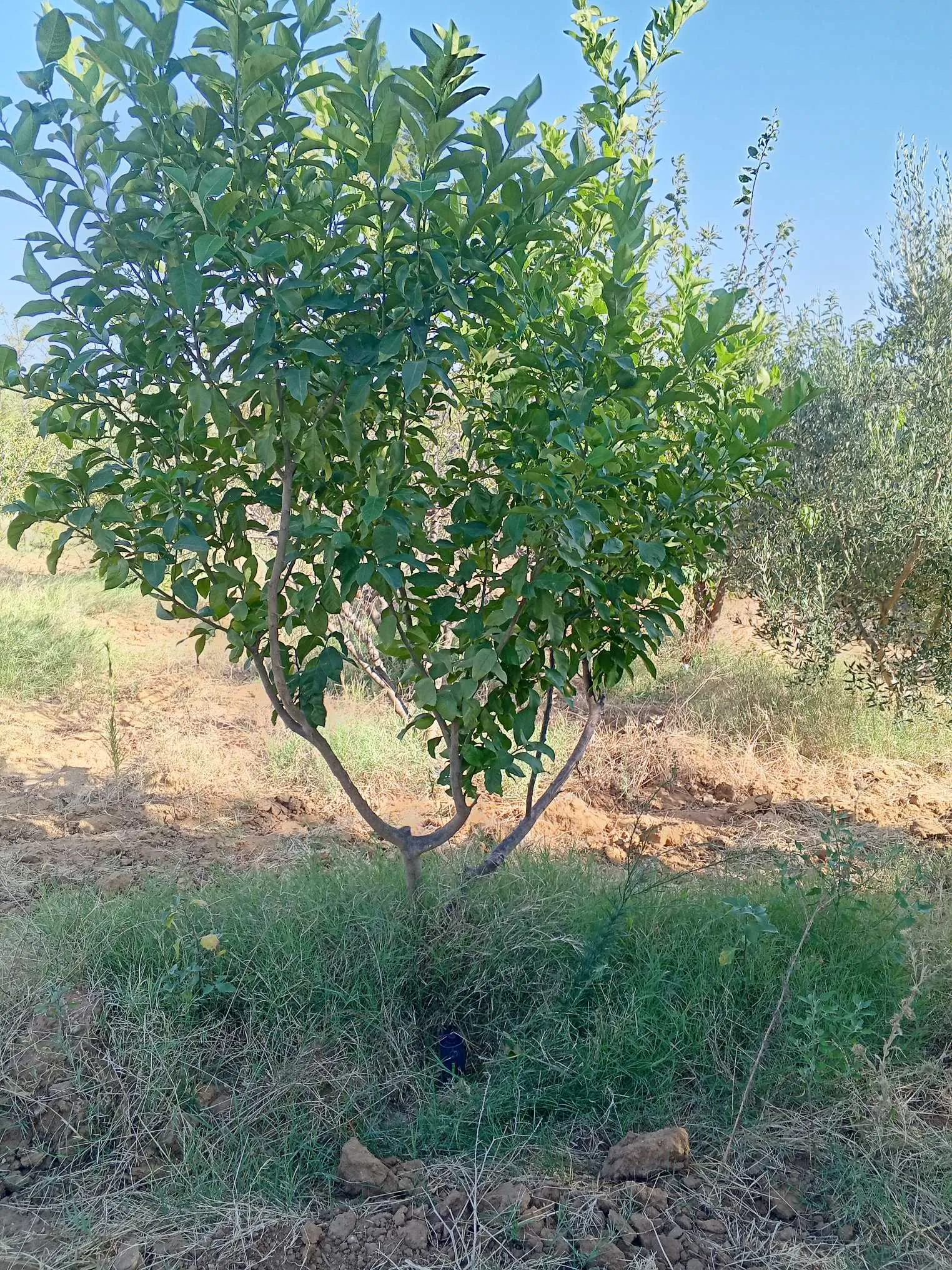 Eco plus 