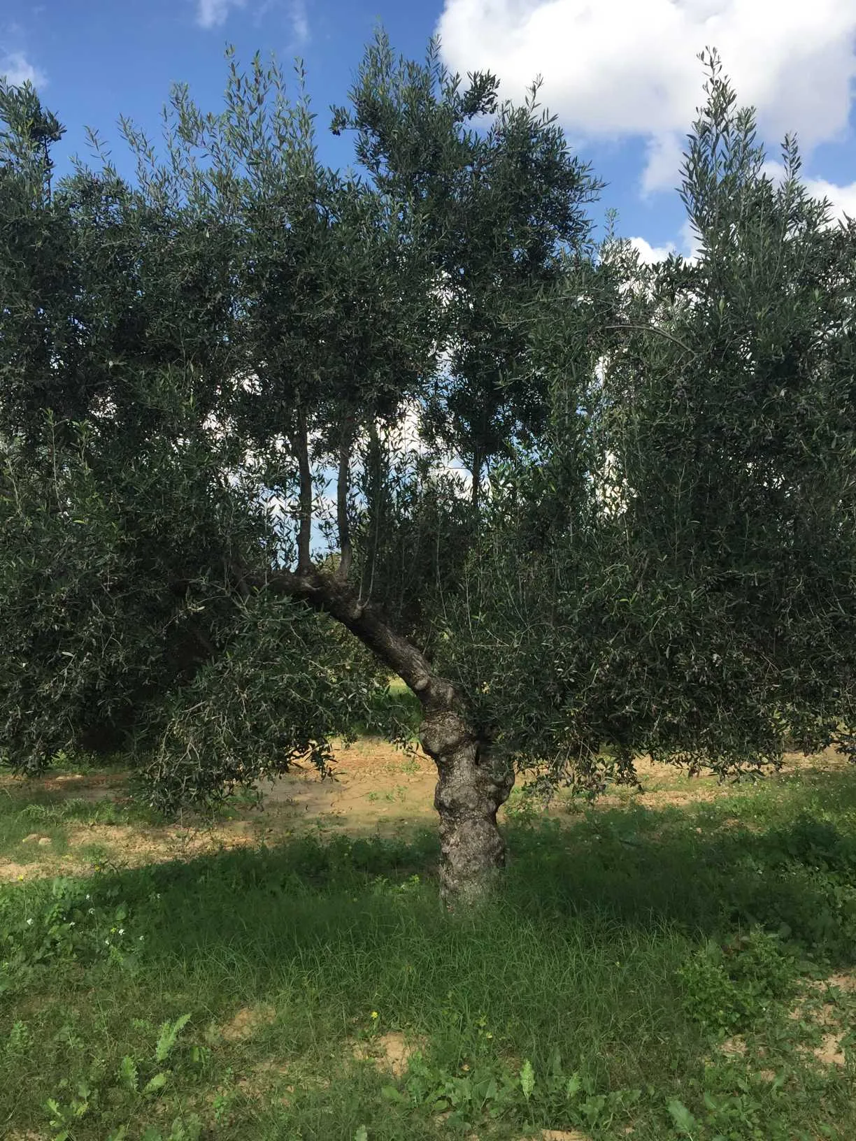 للبيع قطعة أرض فلاحية مشجرة زيتونا ( 18 أصل زيون )