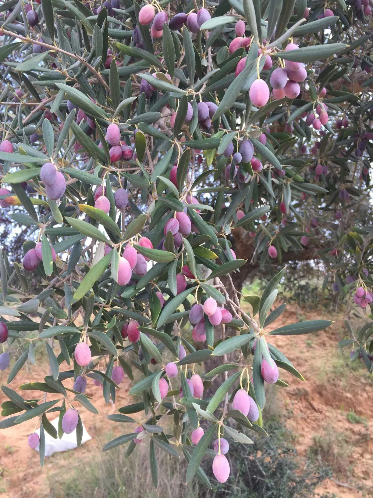 للبيع قطعة أرض فلاحية مشجرة زيتونا ( 18 أصل زيون )