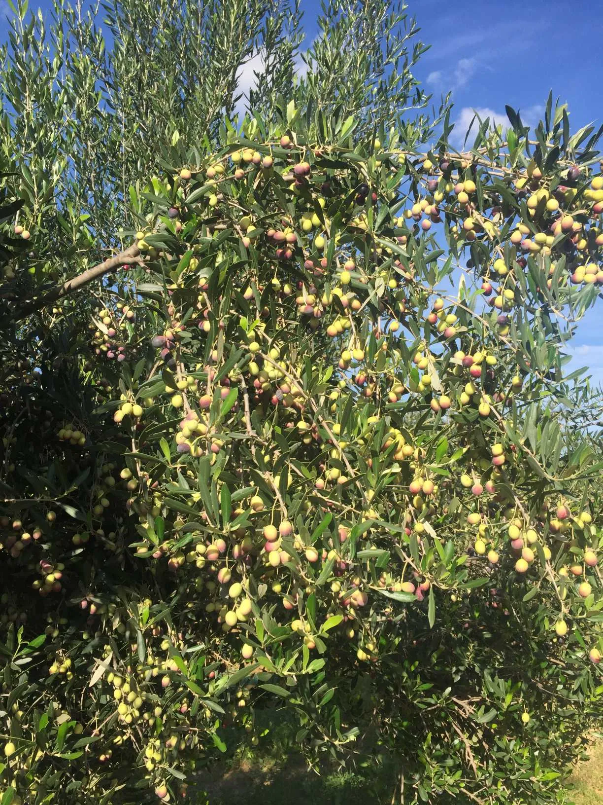 للبيع قطعة أرض فلاحية مشجرة زيتونا ( 18 أصل زيون )