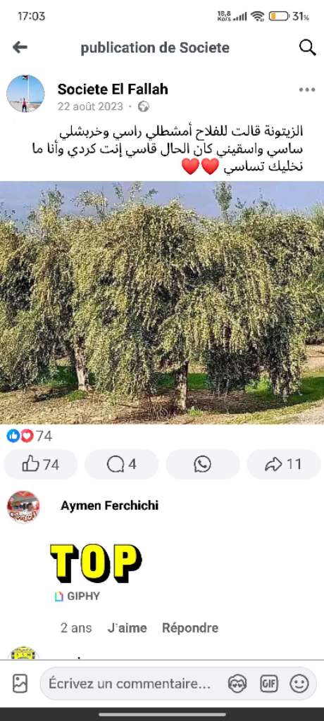 Vente d'huile d'olive extra vierge
