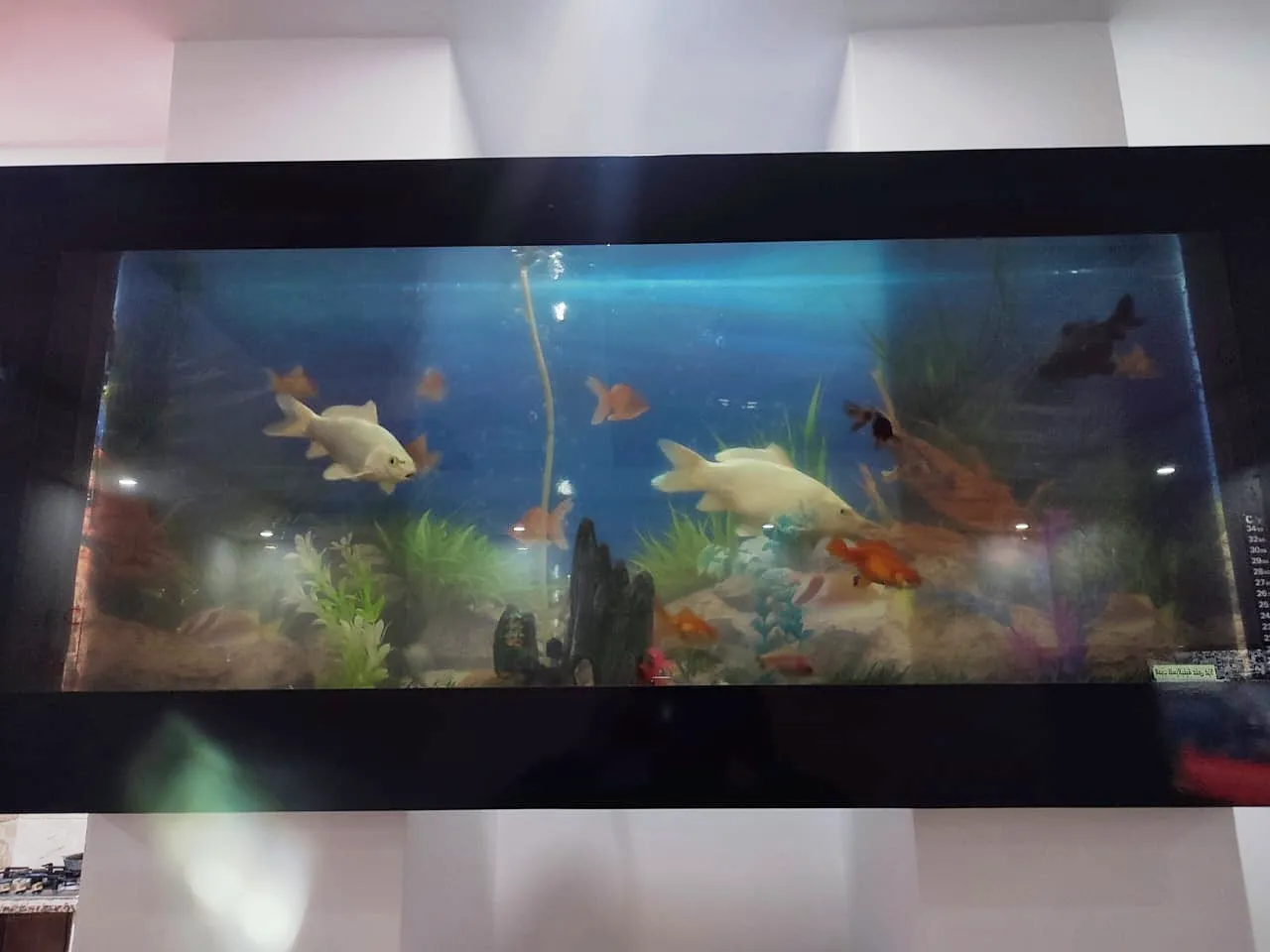 Aquarium plasma 120*60