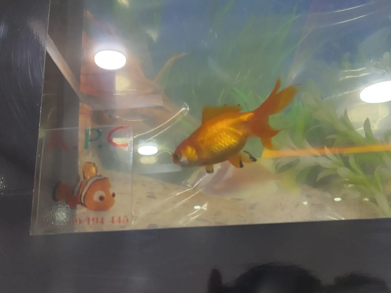 Aquarium plasma 120*60