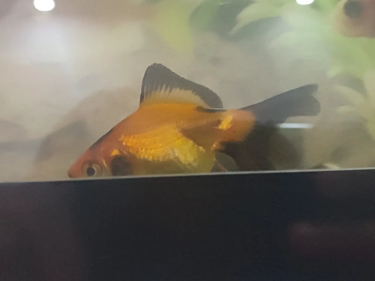 Aquarium plasma 120*60