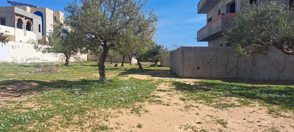 terrain 220 m amrezga 