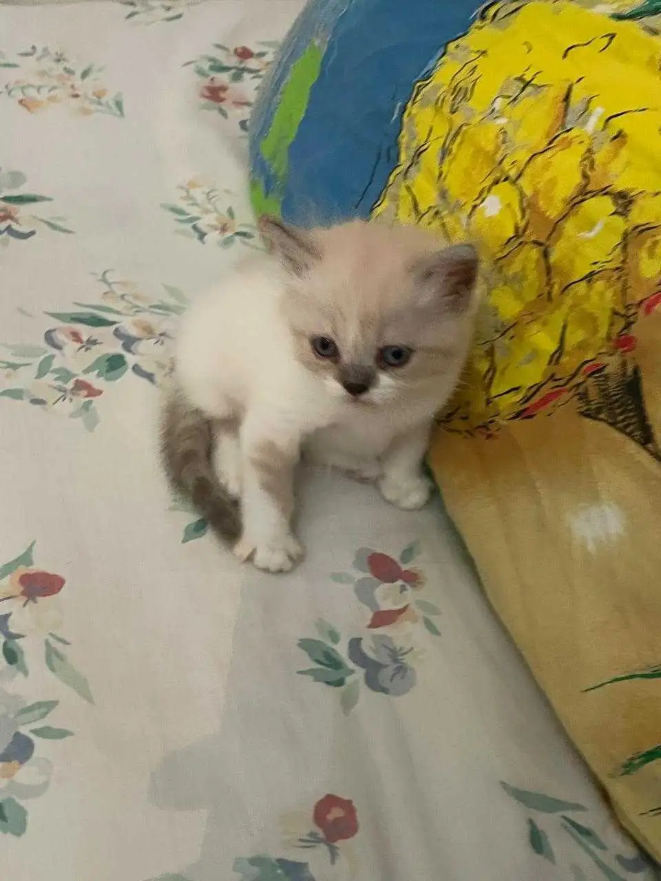 Chat ragdol