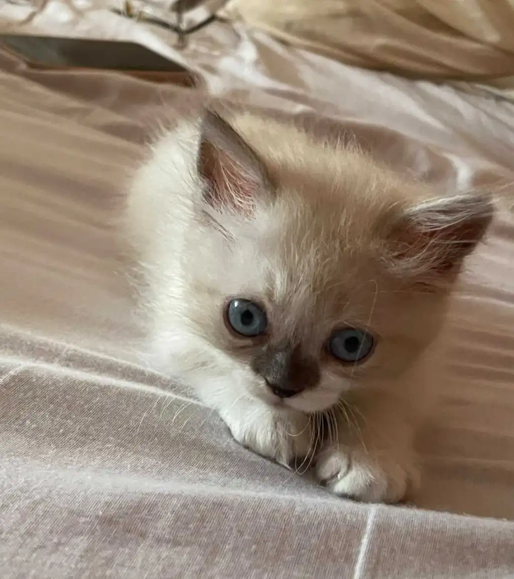 Chat ragdol 