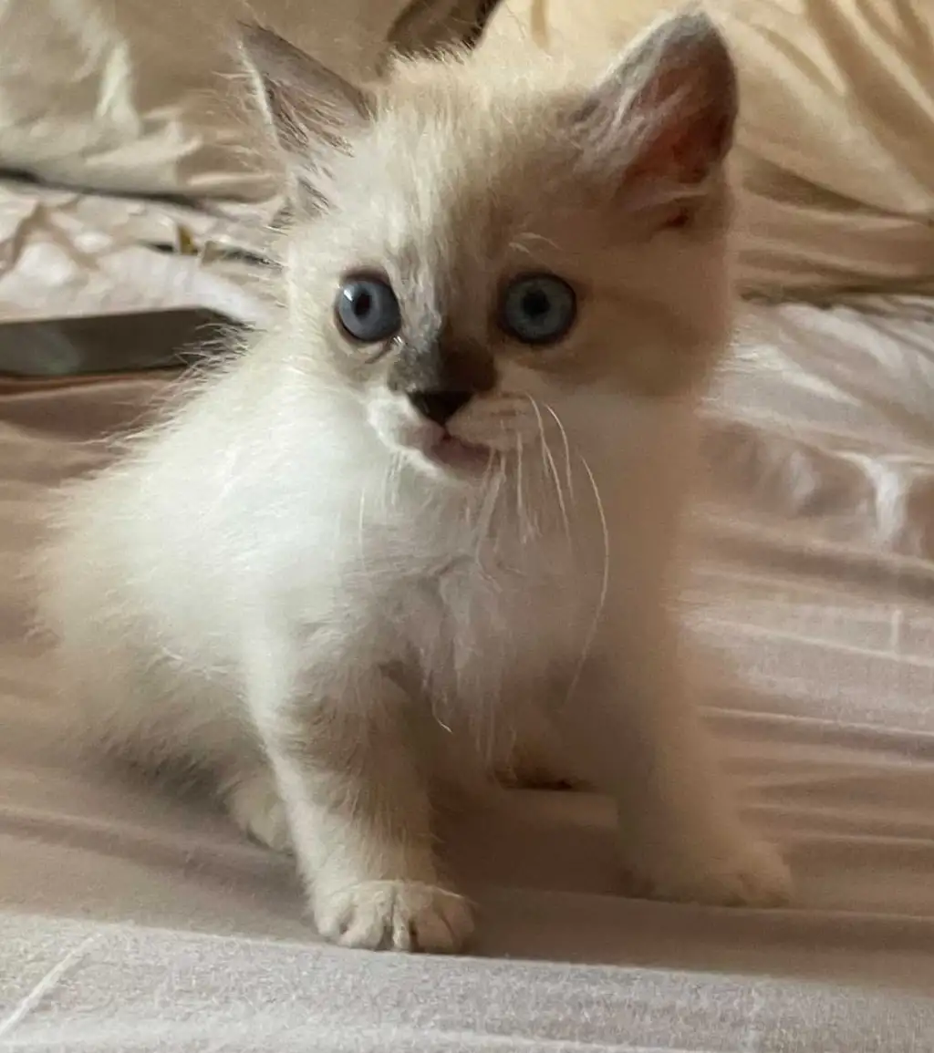 Chat ragdol 
