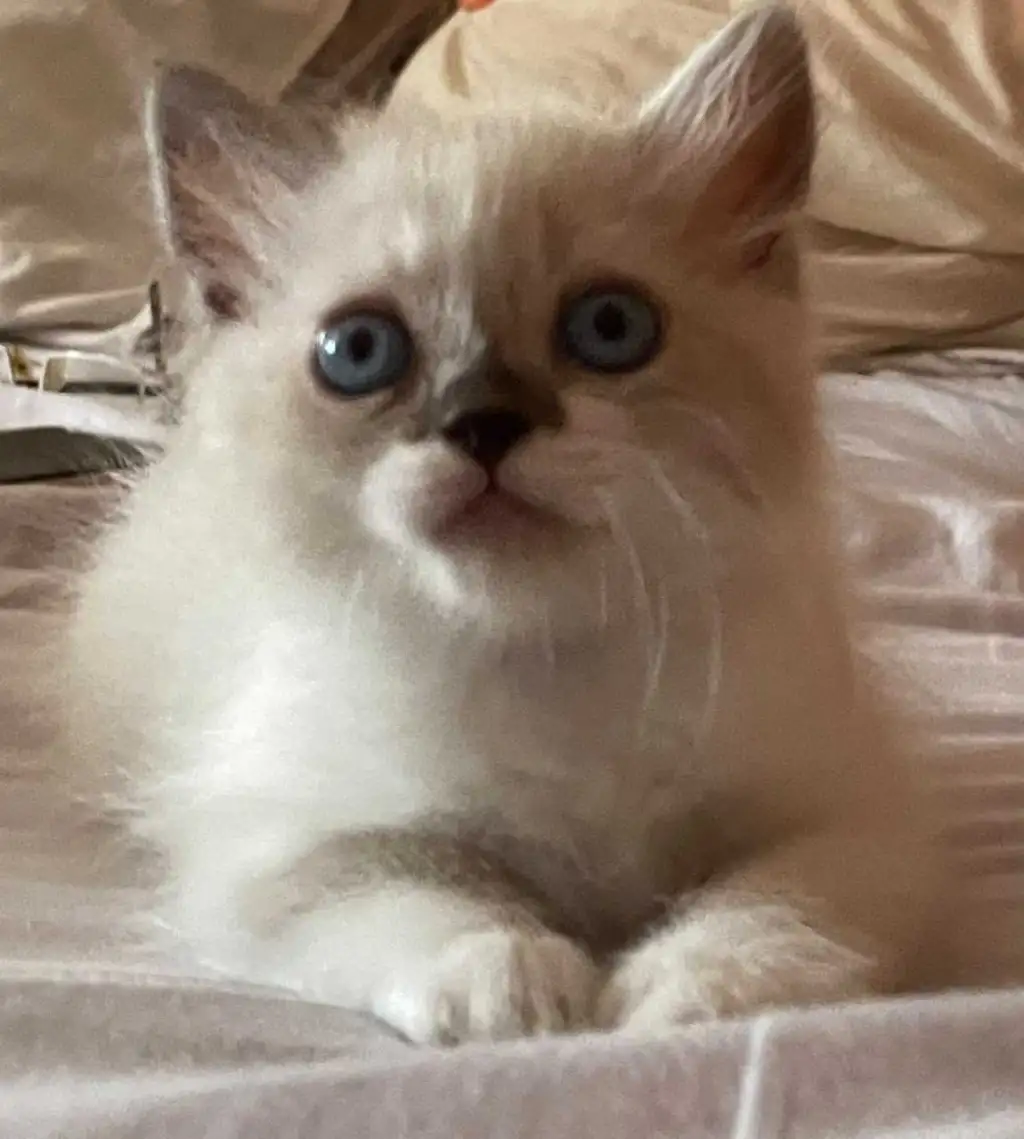 Chat ragdol 
