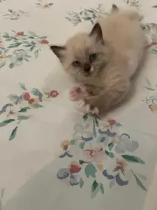 Chat ragdol 