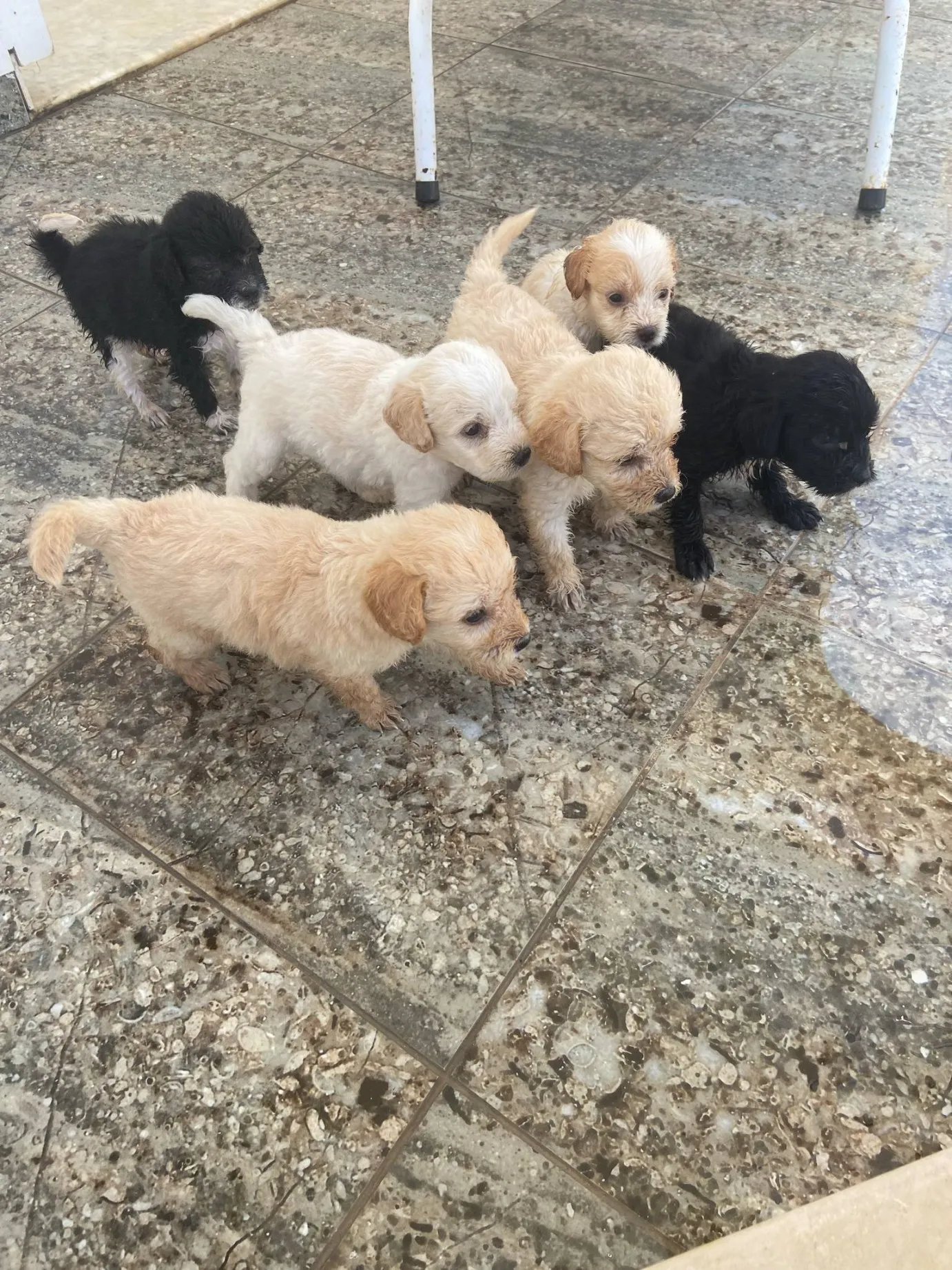 Chiots caniches bishon 