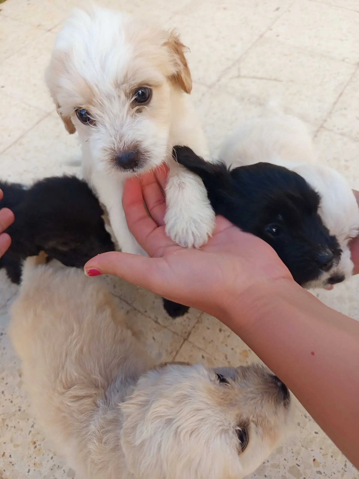 Chiots caniches bishon 