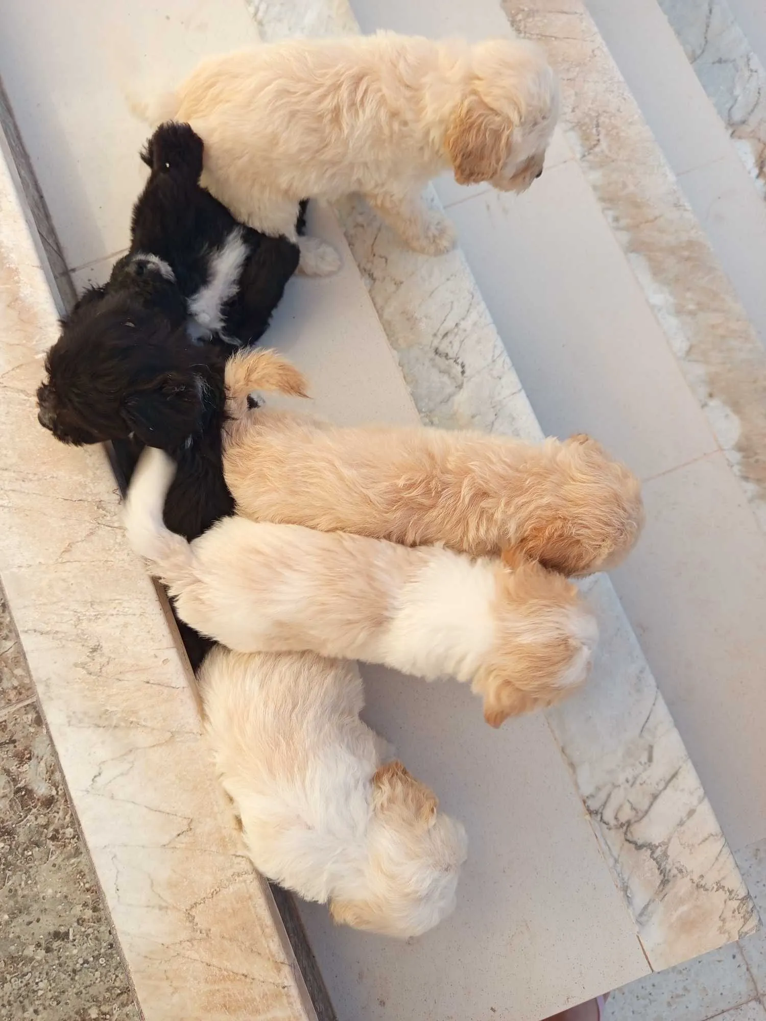 Chiots caniches bishon 