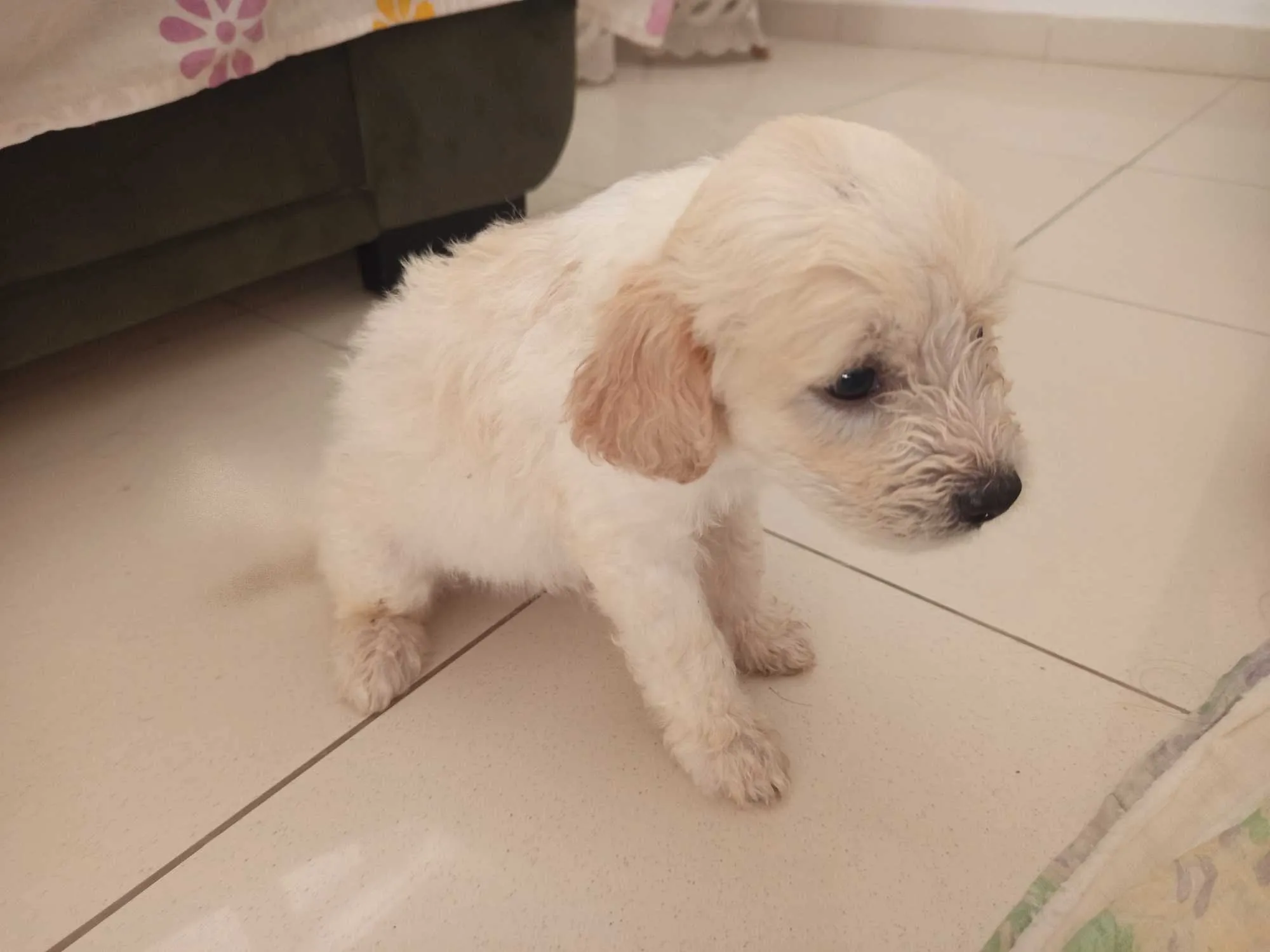 Chiots caniches bishon 