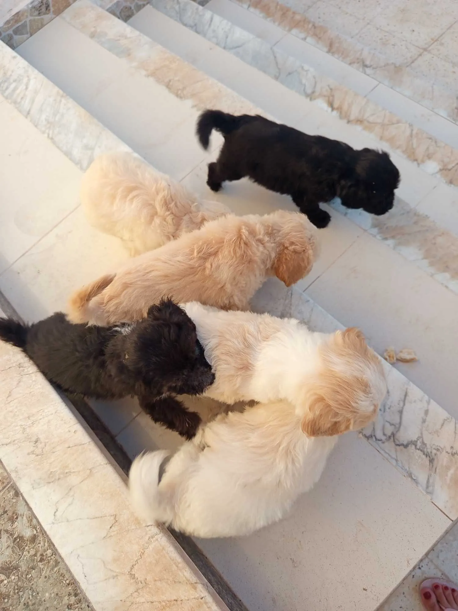 Chiots caniches bishon 