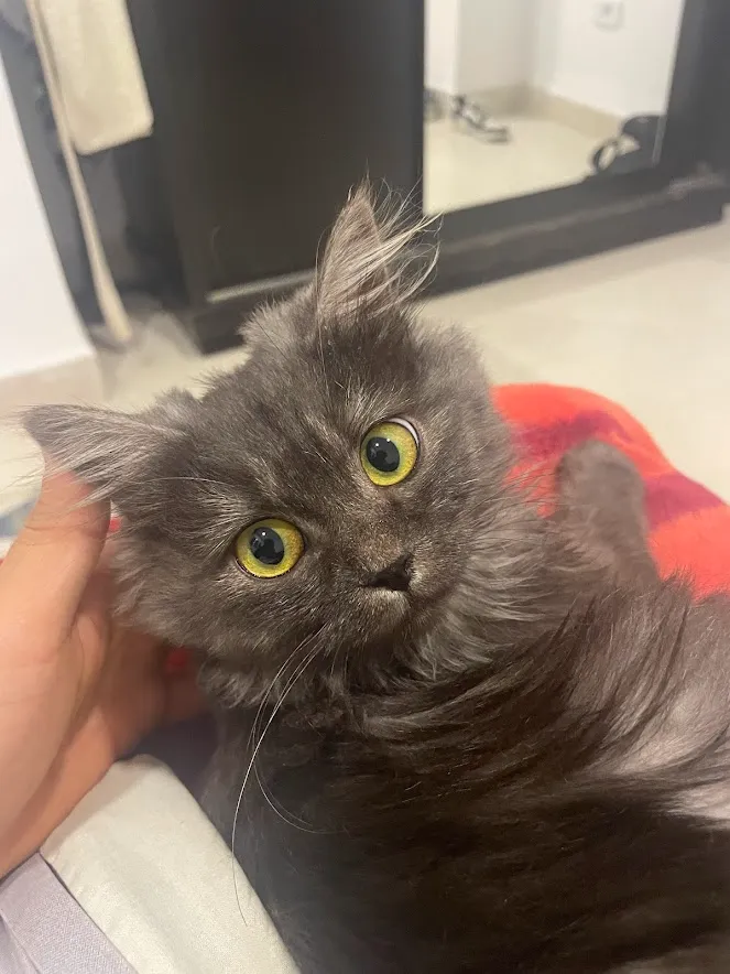 chatton british long hair