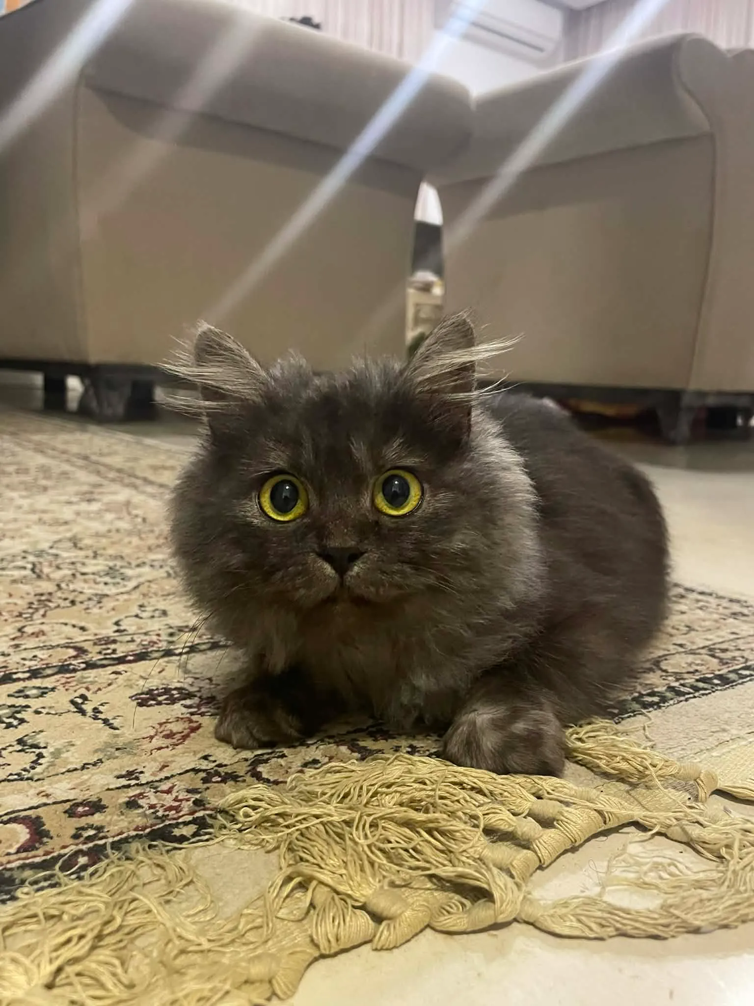 chatton british long hair