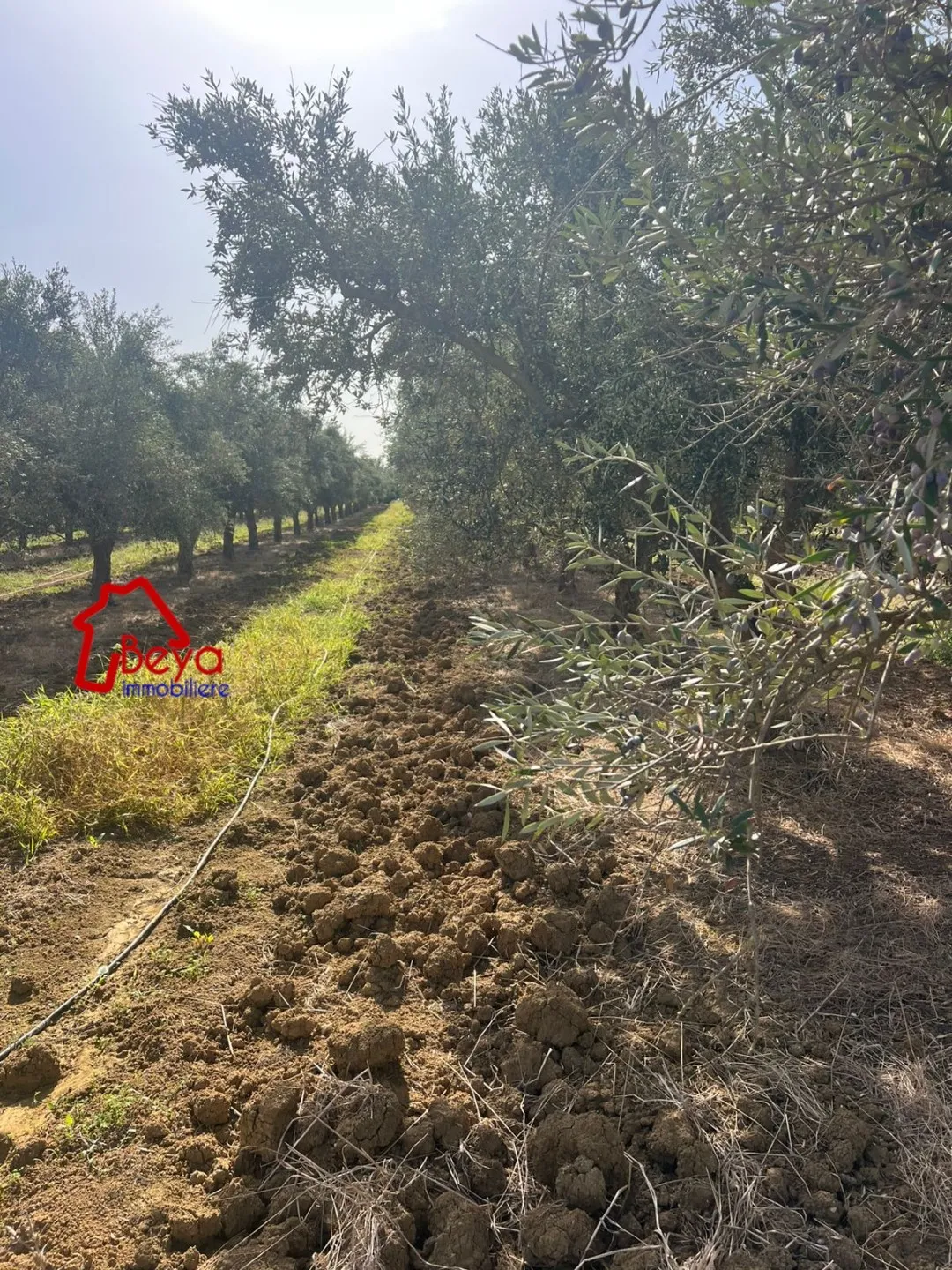 5 HECTARES