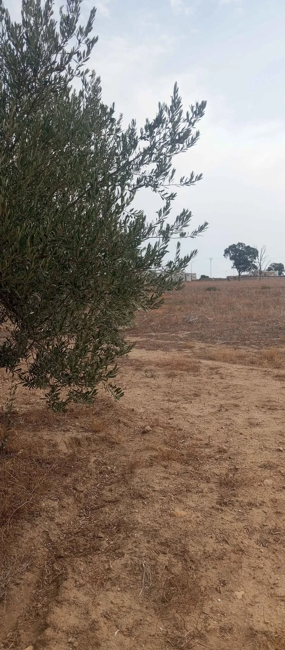 Terrains agricole