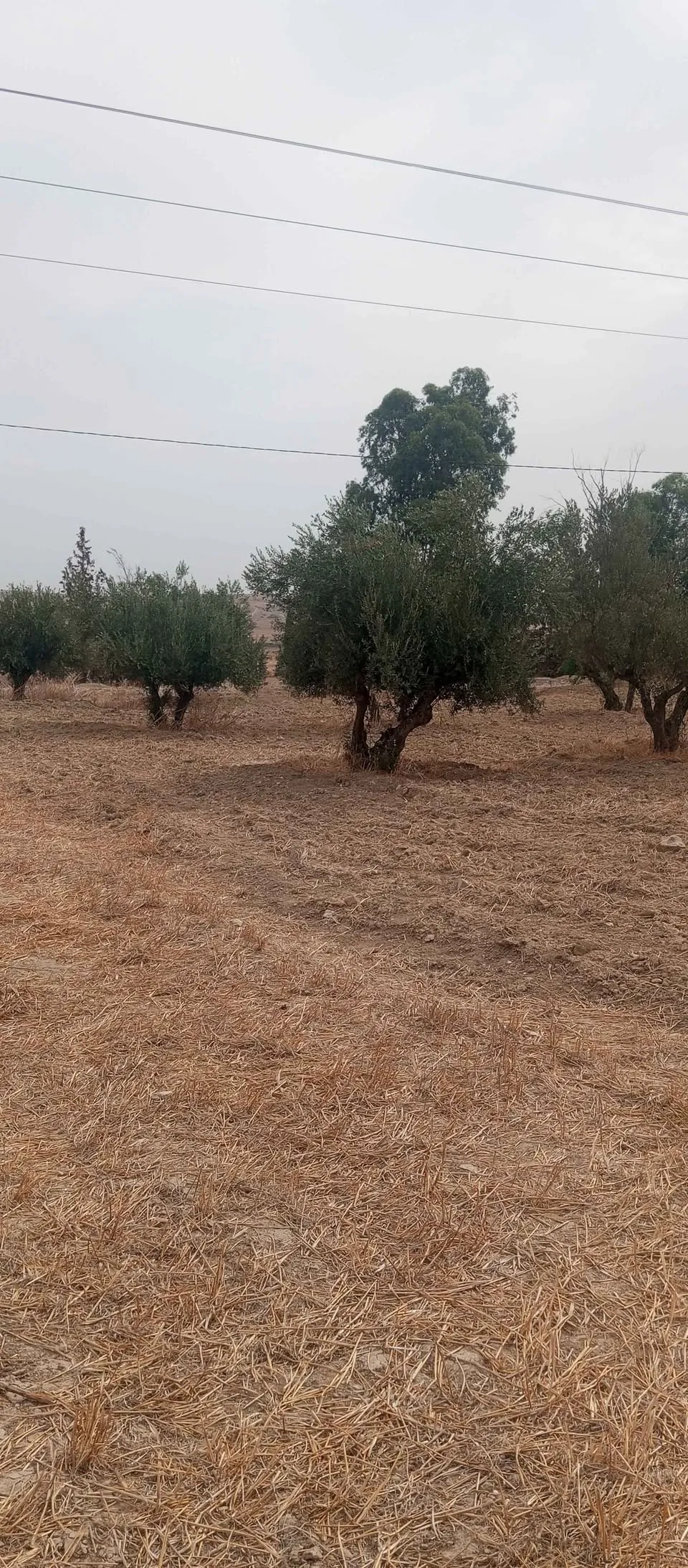 Terrains agricole