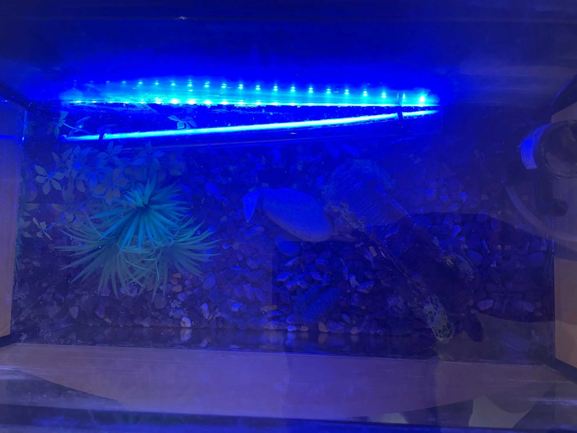 aquarium