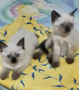 Chat siamois himalayan 2moi 58692102