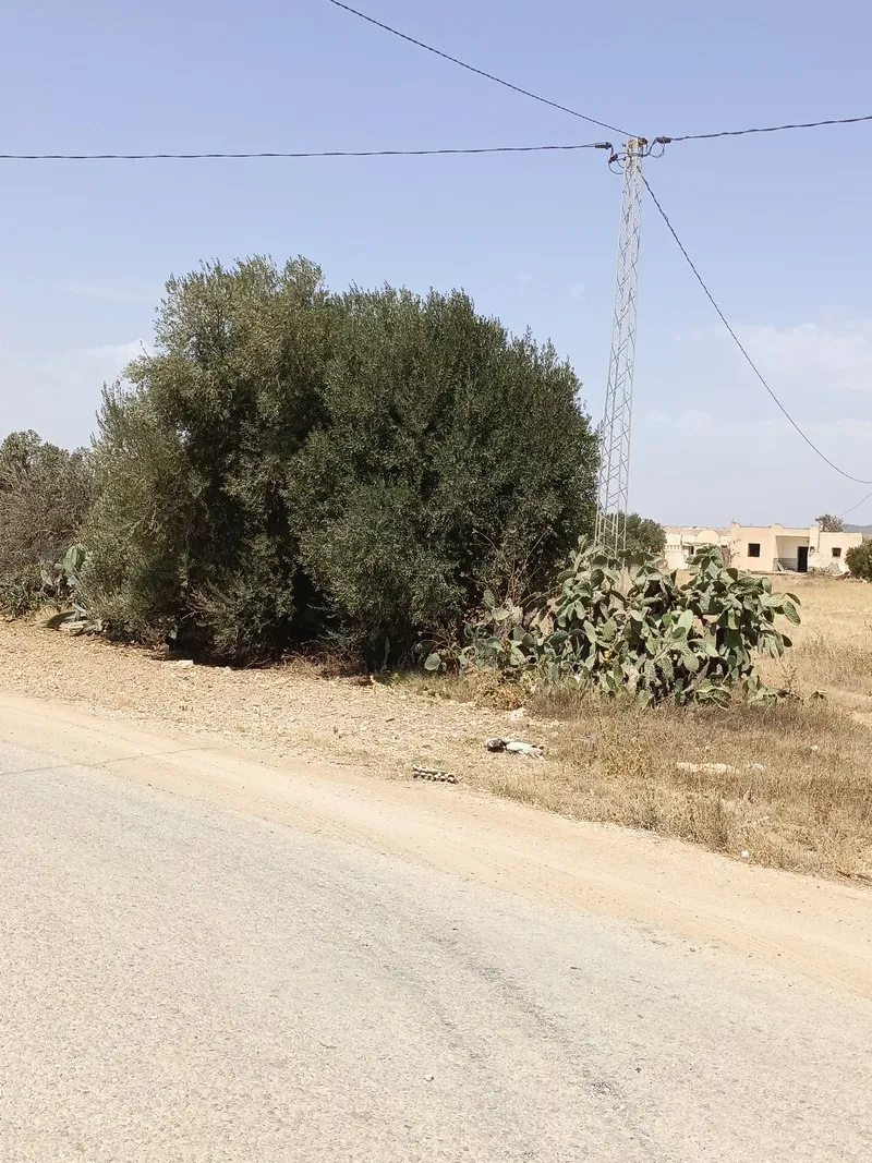 AV 2100m sur la route à sidi mtir 