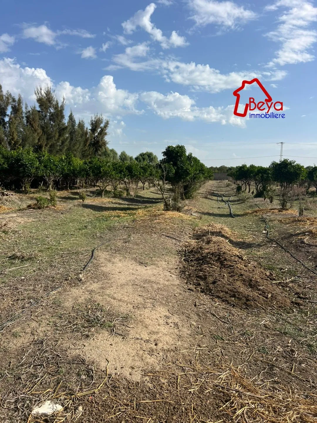 terrain HAYFA VTM083