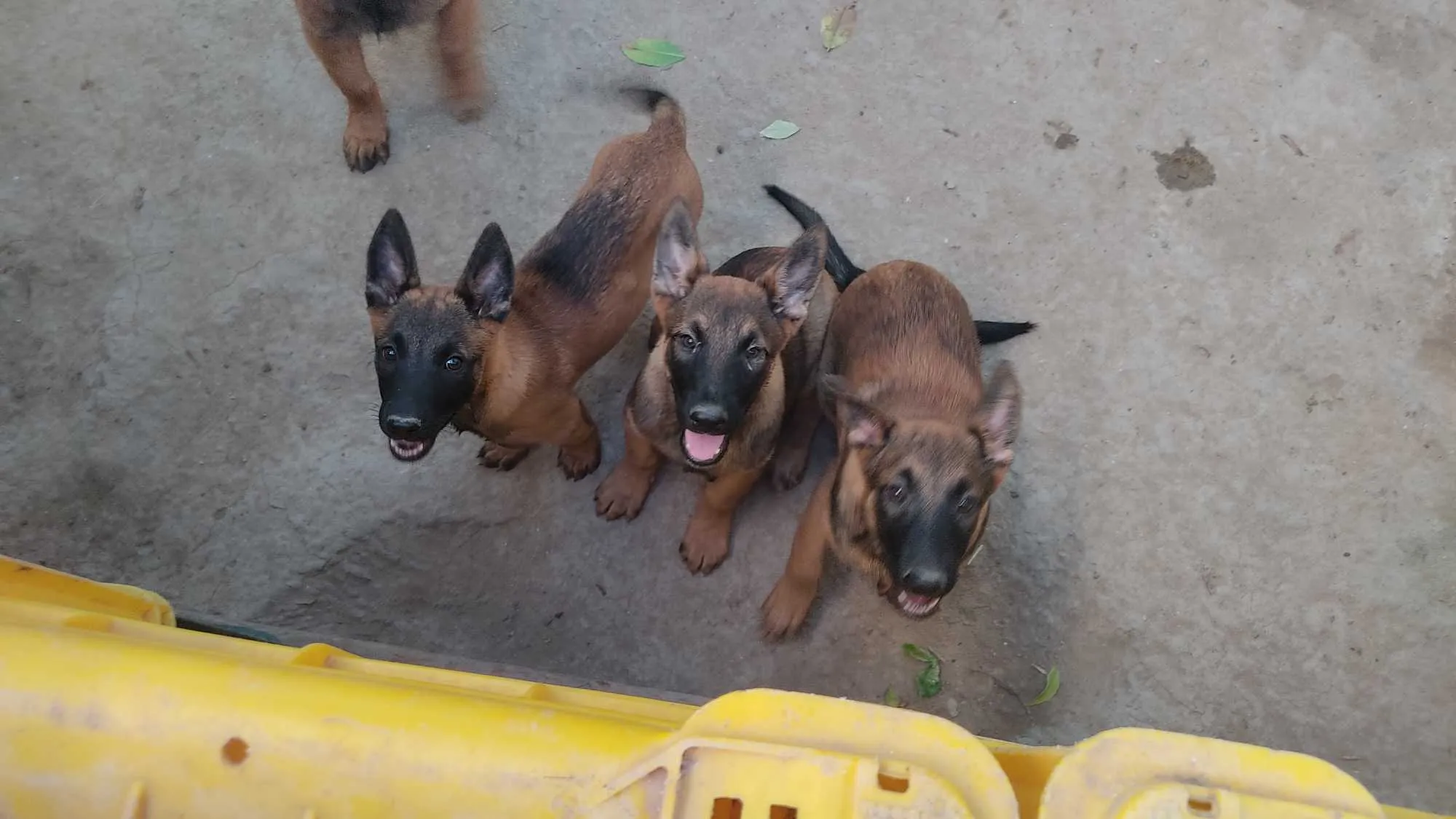Malinois 3 mois