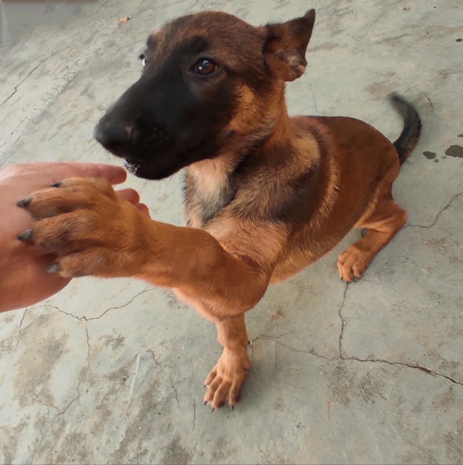 Malinois 3 mois
