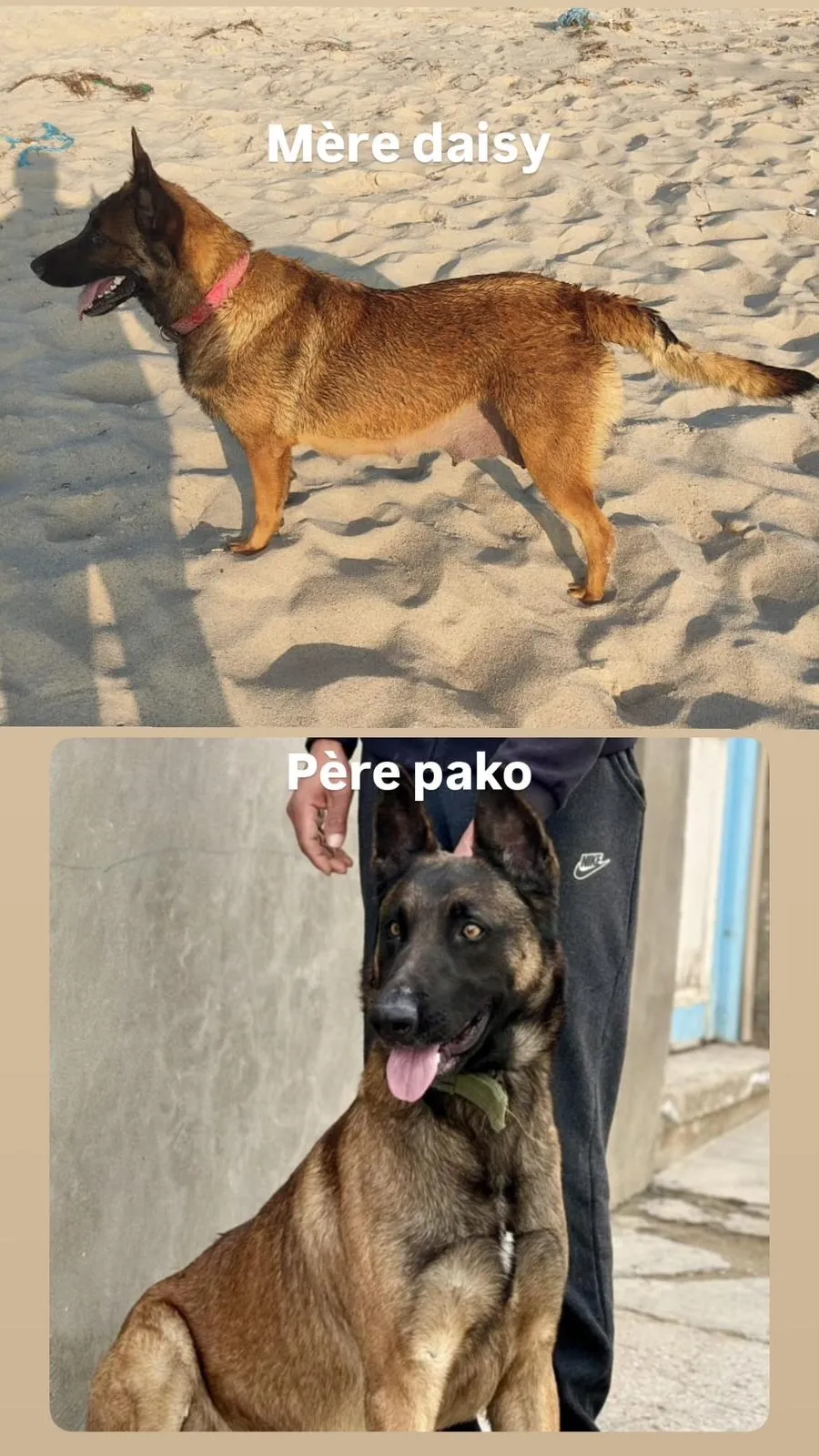 Malinois 3 mois