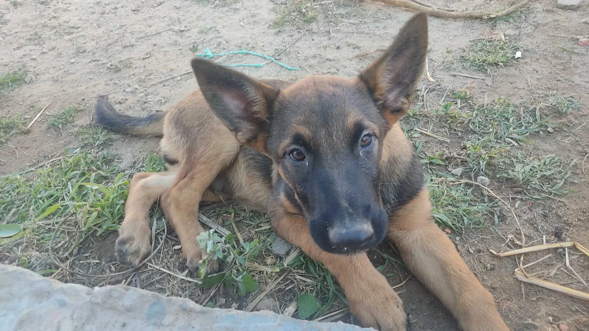 Malinois 3 mois