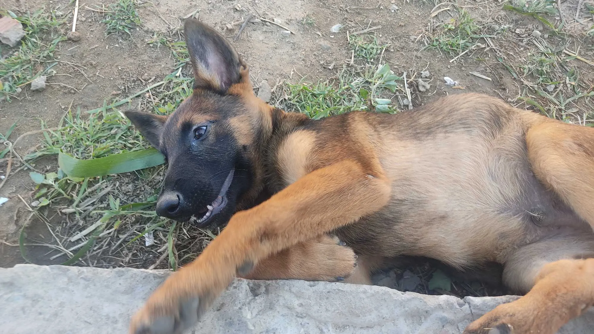Malinois 3 mois