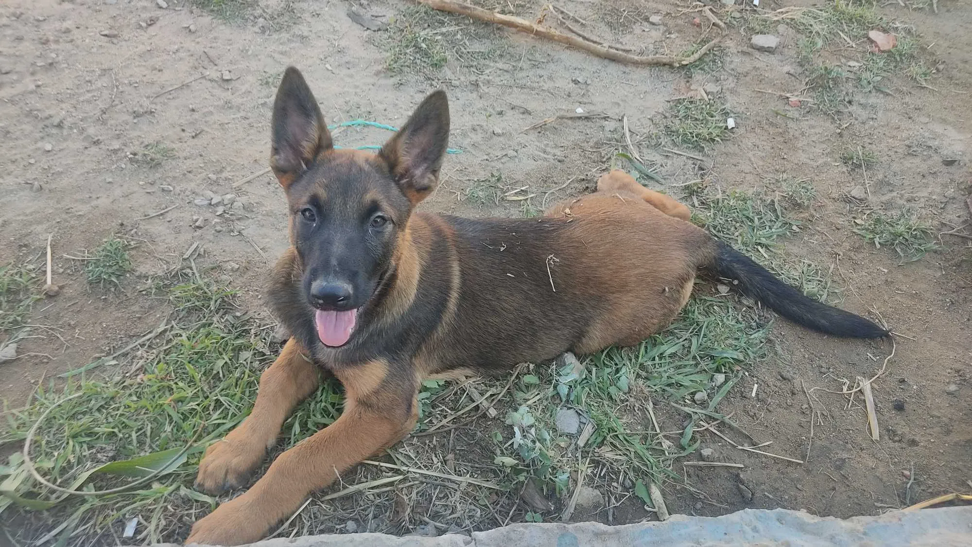 Malinois 3 mois