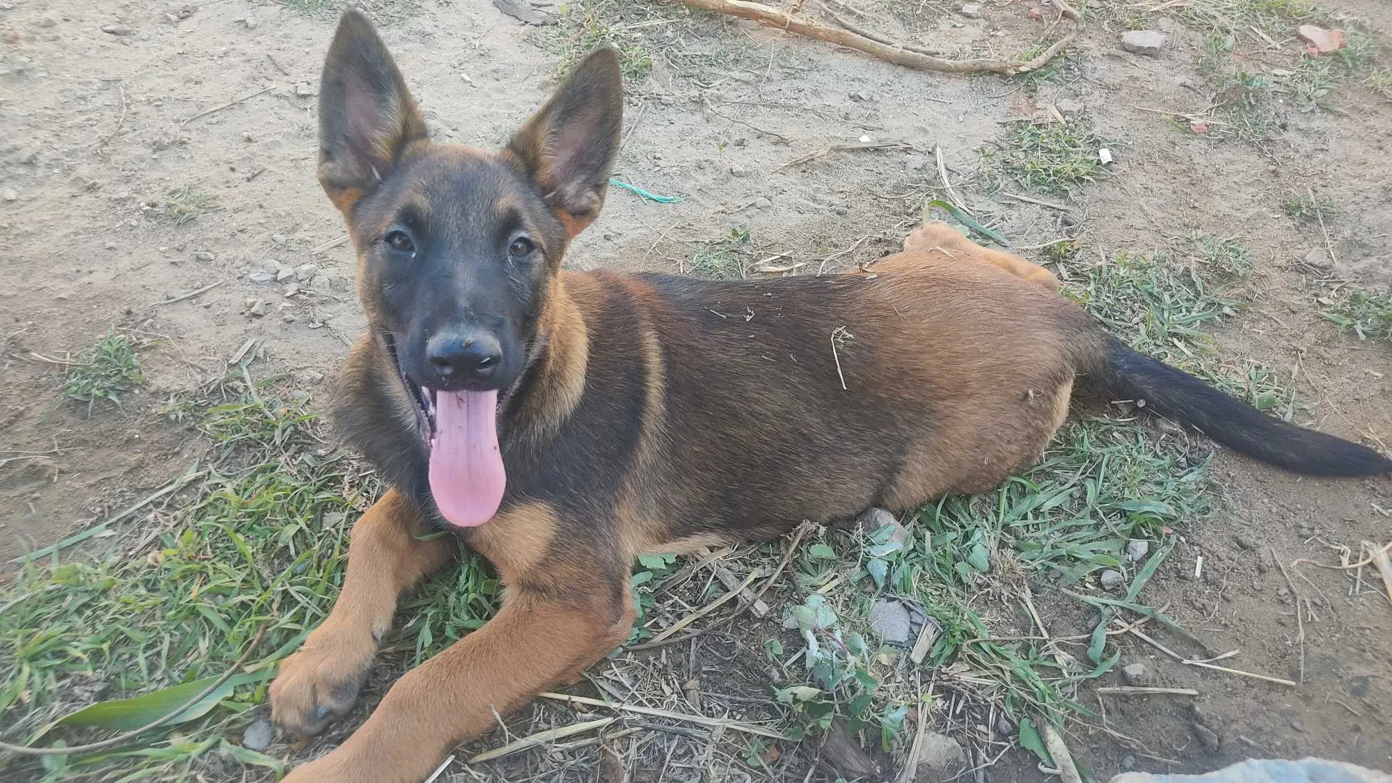 Malinois 3 mois