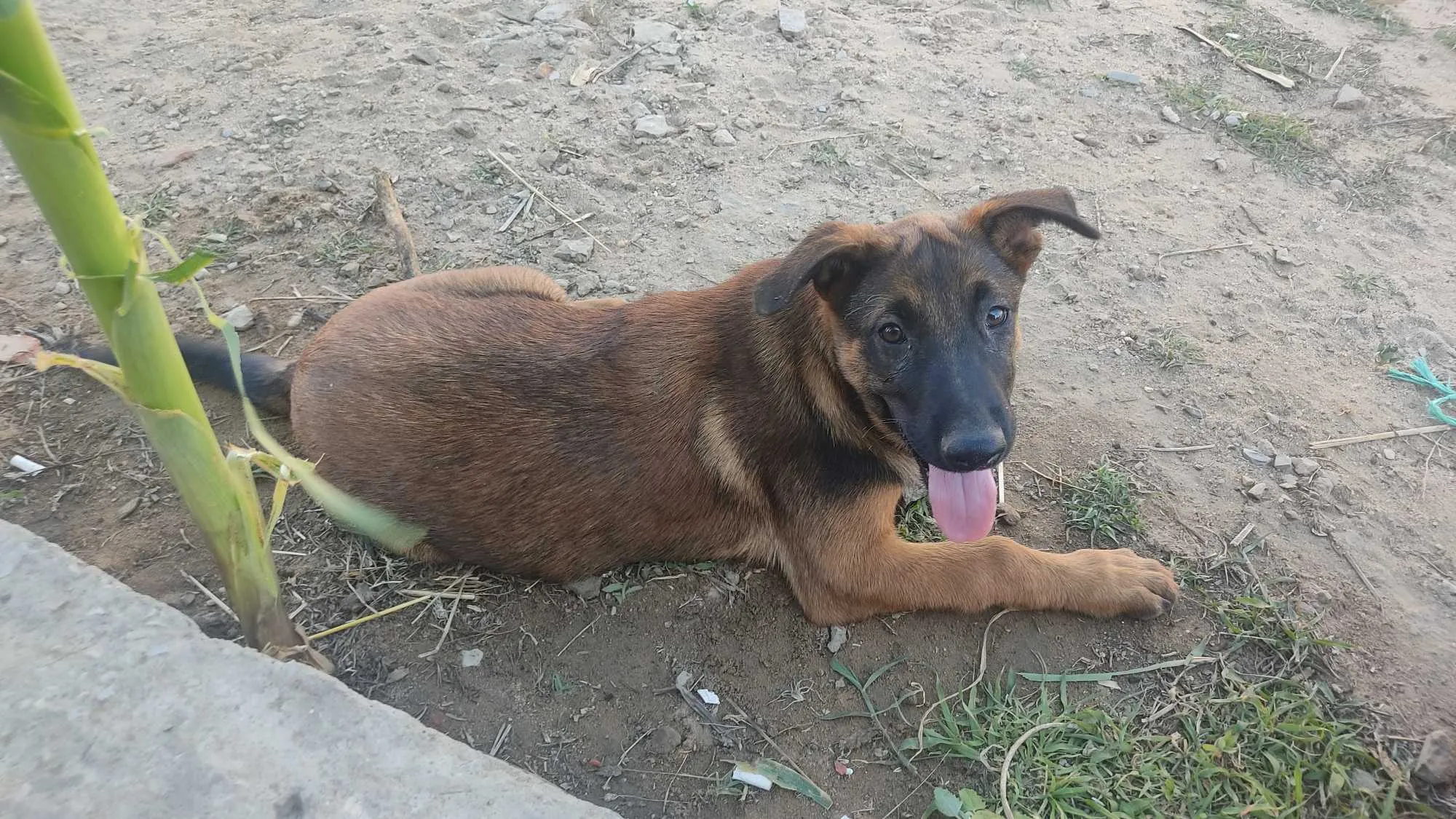 Malinois 3 mois