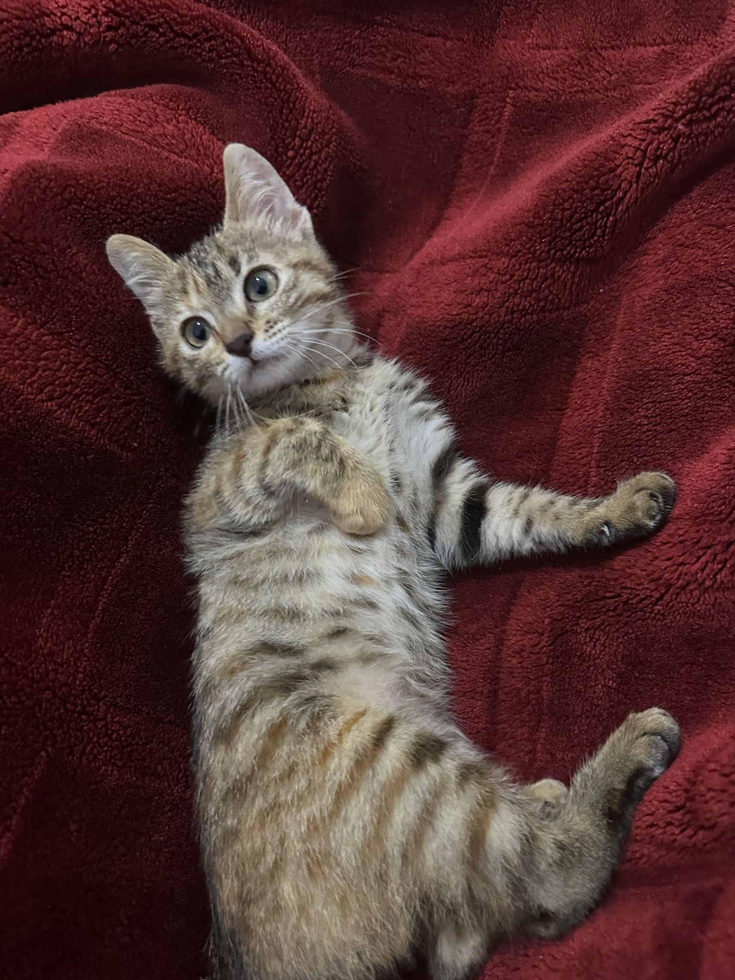 adoption chatte 3 mois