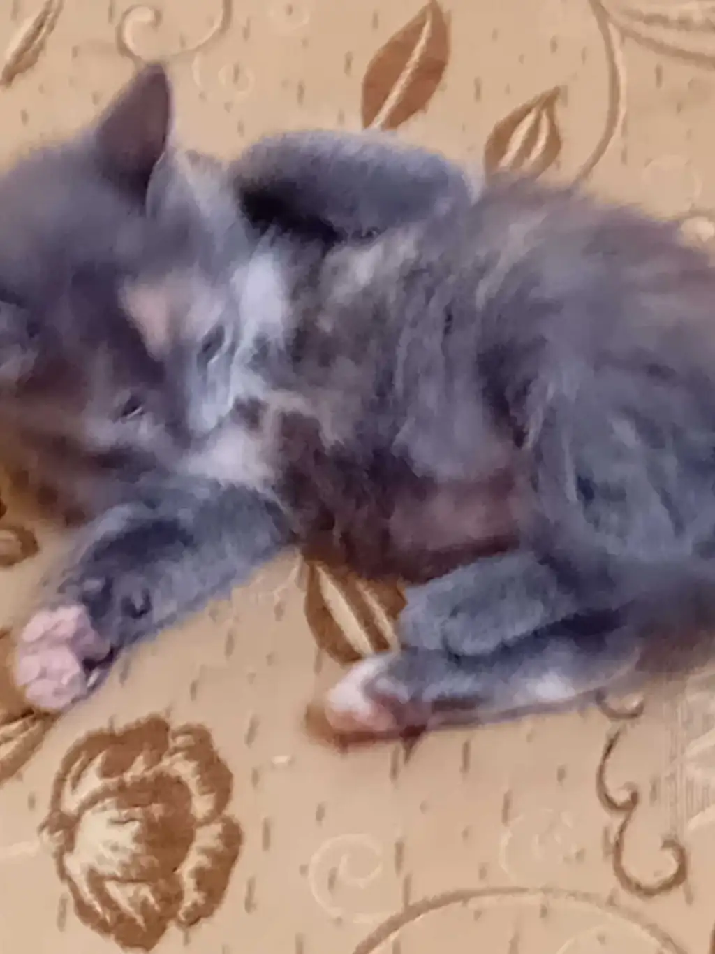 CHATON RUSSE