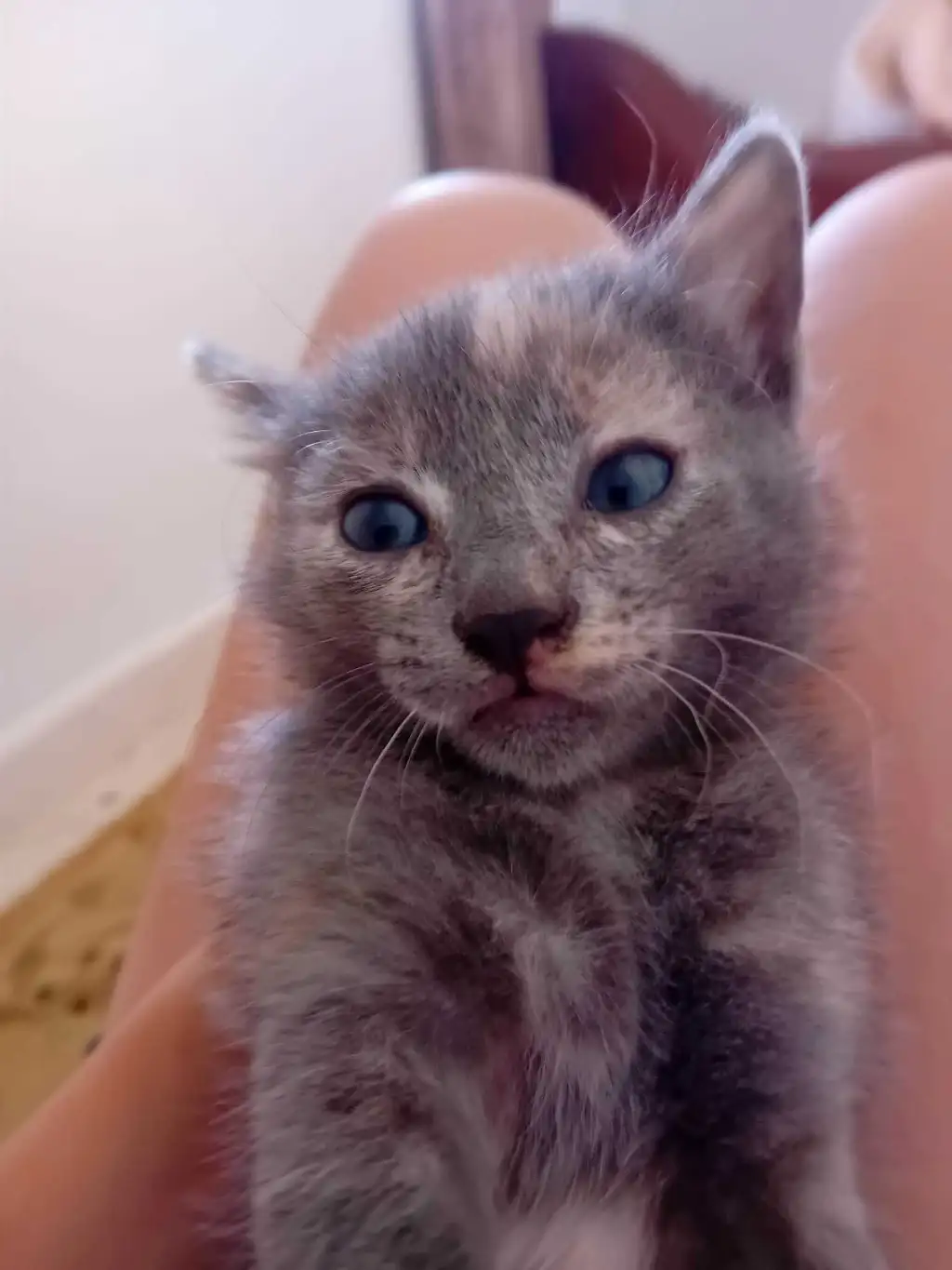 CHATON RUSSE