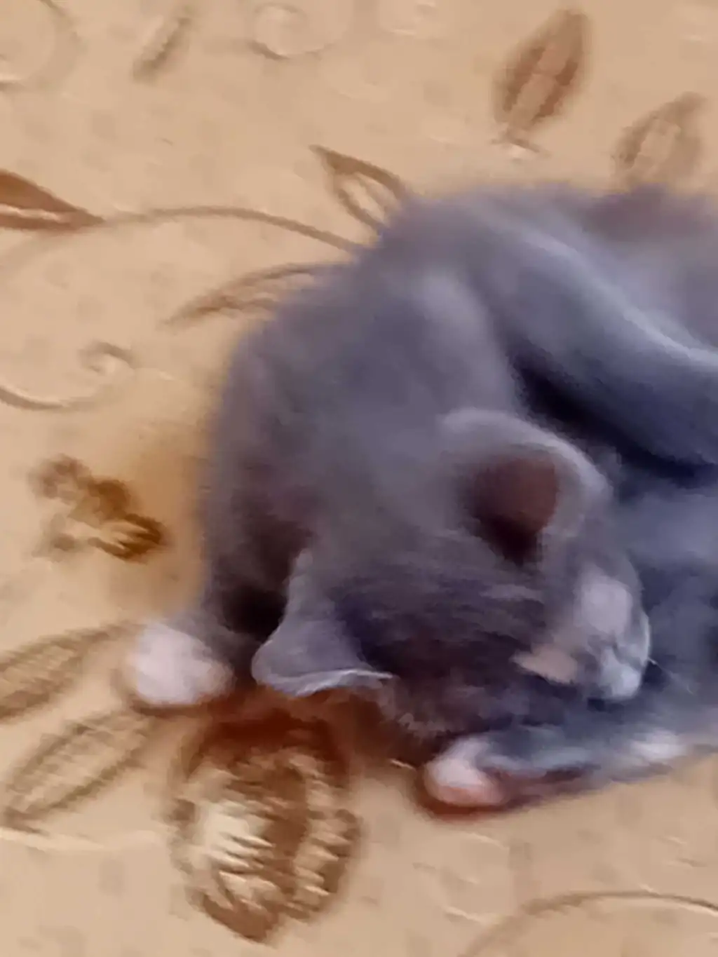 CHATON RUSSE