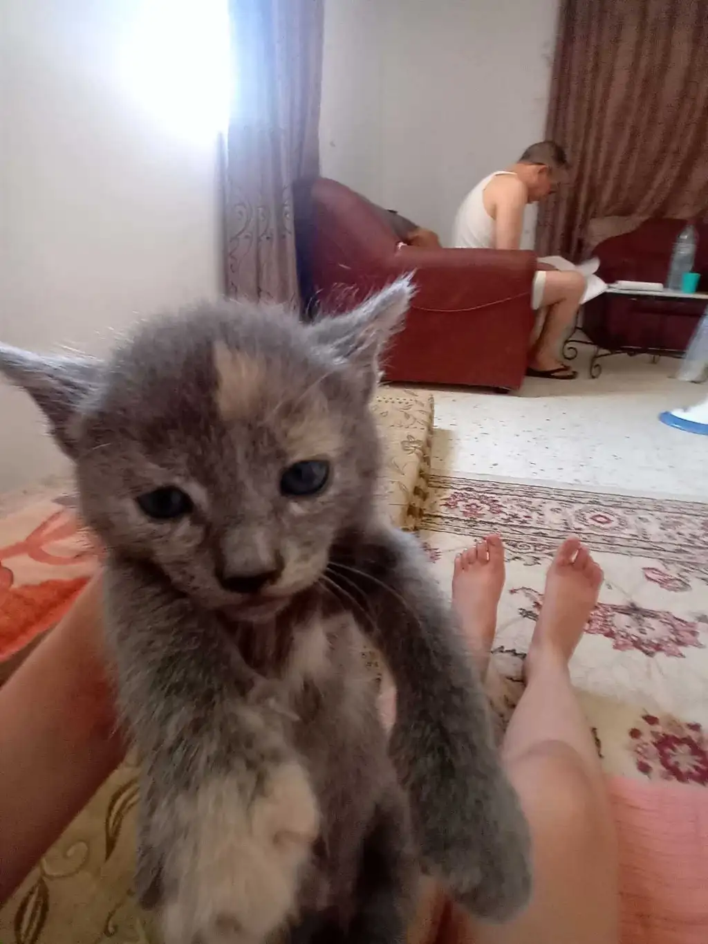 CHATON RUSSE