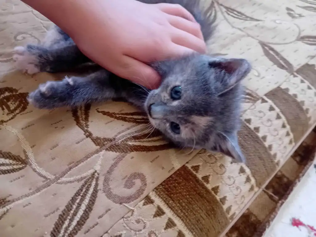 CHATON RUSSE