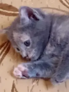 CHATON RUSSE