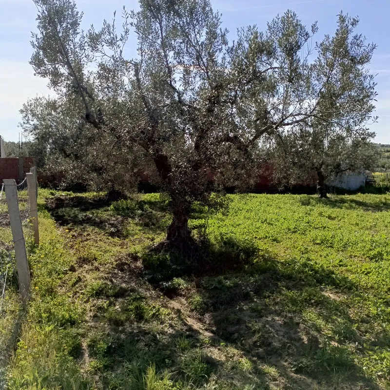 AV terrain 1680m proche hammamet yasmine 